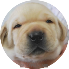 ネイビー(Mariy男の子)